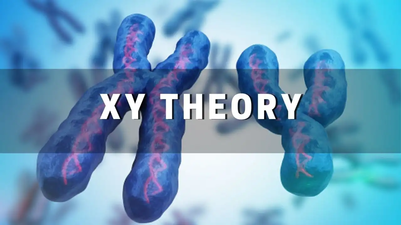 XY Theory